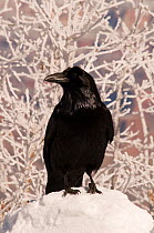 Common raven (Corvus corax) on south rim of Grand Canyon National Park in winter, Arizona, USA.
