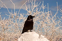 Common raven (Corvus corax) on south rim of Grand Canyon National Park in winter, Arizona, USA. February.