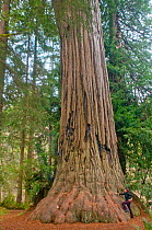 Hiker standing next to a giant old growth coastal giant redwood tree (Sequoia sempervirens), Prairie Creek Redwoods State Park, northern California, USA. February 2009.