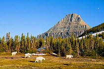 Mountain goats (Oreamnos americanus) in field, Logan Pass, with Reynolds mountain in the distance, Glacier National Park, Montana, USA.