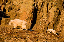 Mountain goats (Oreamnos americanus) nannie and ewe walking along cliffs above the 'Going to the Sun' road, Glacier National Park, Montana, USA.