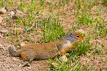 Columbian ground squirrel (Spermophilus columbianus) adult foraging for food near Gunsight Lake campground, Glacier National Park, Montana, USA.
