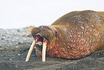Walrus (Odobenus rosmarus) bull resting on beach barking, Poolepynten, Svalbard, Norway