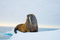 Walrus (Odobenus rosmarus) bull with one tusk, on floating sea ice along the coast of Svalbard