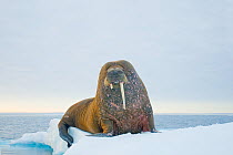 Walrus (Odobenus rosmarus) bull with a broken tusk, on floating sea ice along the coast of Svalbard, Norway