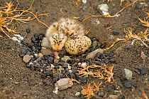Arctic tern (Sterna paradisaea) newborn chick in nest next to unhatched egg, Longyearbyen, Svalbard, Norway