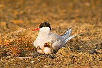 Arctic tern (Sterna paradisaea) with two chicks on nest, Svalbard, Norway