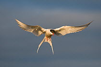 Arctic tern (Sterna paradisaea) hovering over nest, Svalbard, Norway, Summer
