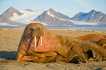 Walrus (Odobenus rosmarus) bull resting on a sandspit, Svalbard, Norway, August 2009