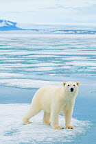 Polar bear (Ursus maritimus) on sea ice in search of seals, off the Svalbard coast, Norway, August 2009