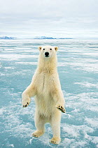 Polar bear (Ursus maritimus) standing on hind legs  on sea ice, off the coast of Svalbard, Norway, August 2009
