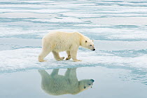 Polar bear (Ursus maritimus) sow hunting for seals on sea ice floating off the Svalbard coast, Norway, Summer