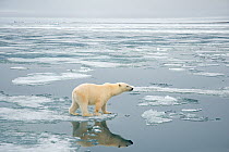 Polar bear (Ursus maritimus) sow hunting for seals on sea ice, off the Svalbard coast, Norway, August 2009