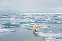 Rear view of Polar bear (Ursus maritimus) sow hunting for seals on sea ice, off the Svalbard coast, Norway, August 2009