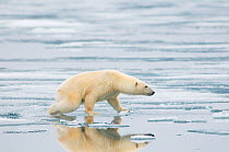 Polar bear (Ursus maritimus) sow hunting for seals on ice, off the Svalbard coast, Norway