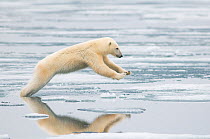 Polar bear (Ursus maritimus) sow jumping while hunting for seals on sea ice, off the coast of Svalbard, Norway
