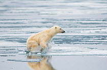 Polar bear (Ursus maritimus) sow on sea ice hunting for seals, off the coast of Svalbard, Norway