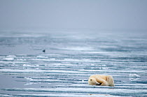 Polar bear (Ursus maritimus) sow curled up on ice resting from hunting with a seal in the distance, Svalbard, Norway, August 2009
