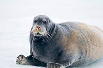 Bearded seal (Erignathus barbatus) on sea ice floating along the arctic coast of Svalbard, Norway