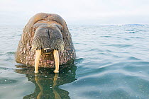 Walrus (Odobenus rosmarus) bull in water, Svalbard, Norway