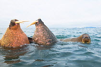 Three Walruses (Odobenus rosmarus) in sea, two bulls sparring with one another, Svalbard, Norway