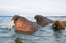 Walrus (Odobenus rosmarus) curious bull in water with younger bull and female, along the coast of Svalbard, Norway