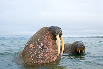 Walrus (Odobenus rosmarus) curious bulls one older and one younger in waters along the coast of Svalbard, Norway