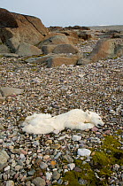 Dead spring Polar bear (Ursus maritimus) cub, probably died due to starvation, found on the coast of Svalbard, Norway, Summer