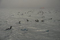 Flock of Brunnich's guillemots (Uria lomvia) on sea near a boat in mist, along the coast of Svalbard, Norway, August 2009