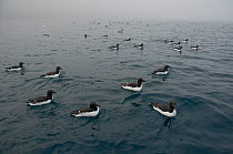Flock of Brunnich's guillemots (Uria lomvia) on sea, along the coast of Svalbard, Norway