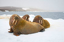 Walruses (Odobenus rosmarus) on floating sea ice, along the coast of Svalbard, Norway