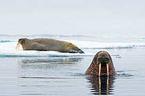Two Walruses (Odobenus rosmarus) one on ice floe, the other in water, Svalbard, Norway