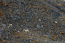 Three Polar bears (Ursus maritimus) in rocky landscape, female on the right wearing tracking collar, Svalbard, Norway