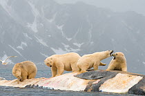 Polar bears (Ursus maritimus) including large cubs, scavenging on the carcass of a Fin whale (Balaenoptera physalus) Svalbard, Norway