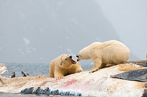 Two unreleated Polar bear (Ursus maritimus) subadults fighting on the carcass of a dead Fin whale (Balaenoptera physalus) floating along the Svalbard coast, Norway