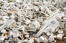 Beluga whale (Delphinapterus leucas) bones piled up and left on a beach by Norwegian whalers in the early 1900s, off Ahlstrandodden, Van Keulenfjord, Svalbard Archipelago, Norway