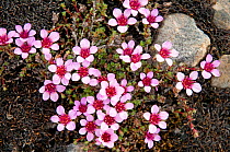 Purple saxifrage {Saxifraga oppositifolia} Svalbard, Norway