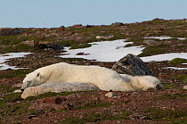 Polar bear (Ursus maritimus) sow and cub resting, on an island along the Svalbard coast, Norway