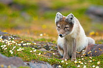 Arctic fox (Alopex lagopus) sitting amongst flowers, on the tundra, Svalbard, Norway