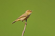 Chiffchaff (Phylloscopus collybita) singing in  treetops, North Wales, UK, April