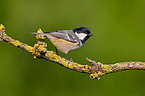 Coal Tit (Periparus ater) perching on lichen covered branch in woodland, North Wales, UK, March