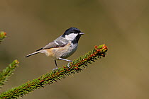 Coal Tit (Periparus ater) perched on conifer branch in woodland, North Wales, UK, March