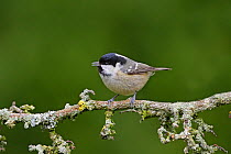 Coal Tit (Periparus ater) calling on lichen covered branch in woodland, North Wales, UK, March