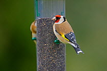 Goldfinch (Carduelis carduelis) feeding on Niger seed at bird feeder in garden, North Wales, UK, March