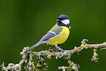 Great Tit (Parus major) perching on lichen covered branches, in woodland. North Wales, UK, March