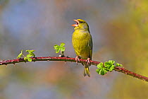 Male Greenfinch (Carduelis chloris) singing, whilst perched on bramble stem. Cheshire, UK, April