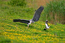 Grey Heron (Ardea cinerea) hunting Lapwing chick(Vanellus vanellus) whilst under attack from parent adult Lapwing, North Wales, UK, May.