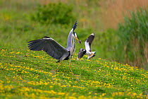 Grey Heron (Ardea cinerea) predating on Lapwing chick(Vanellus vanellus) whilst under attack from parent adult Lapwing. North Wales, UK, May