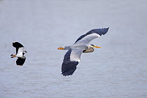 Grey Heron (Ardea cinerea) in flight, being chased by Lapwing (Vanellus vanellus) North Wales, UK, May