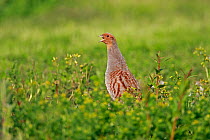 Male Grey Partridge (Perdix perdix) calling in uncultivated field on farmland. Cheshire, UK, May